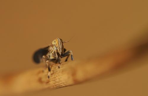 Réf. 314 868 : Stenocranus longipennis